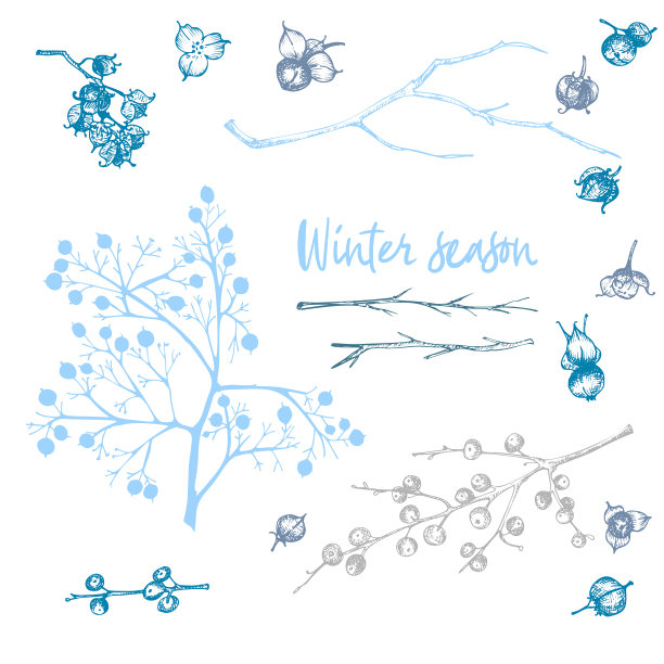 设置细枝，浆果和叶子植物图片下载