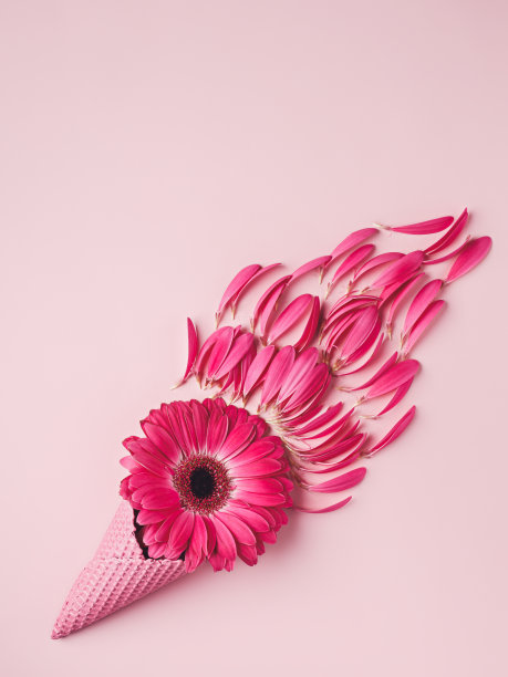 鲜嫩的非洲菊花瓣点缀在鲜艳的粉红色背景上的甜筒冰淇淋图片下载