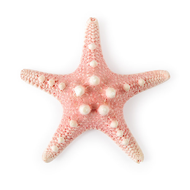 海星孤立在白色背景上图片下载