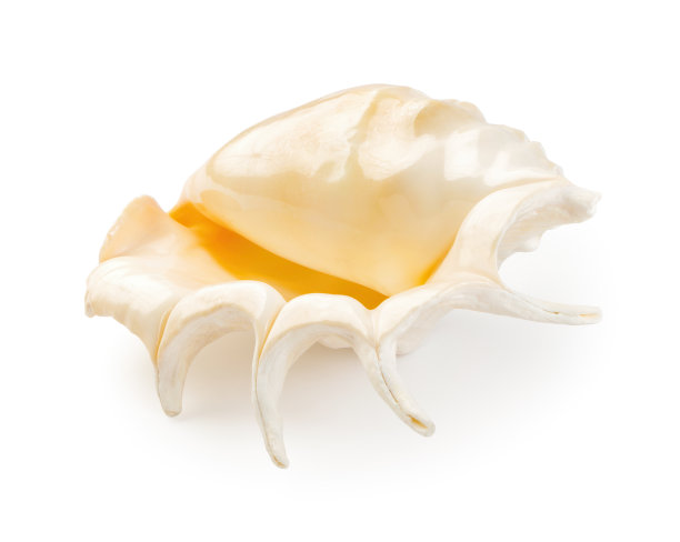 白色背景上孤立的海贝图片下载