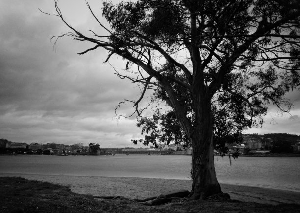 圣克里斯汀娜海滩上的老桉树图片下载