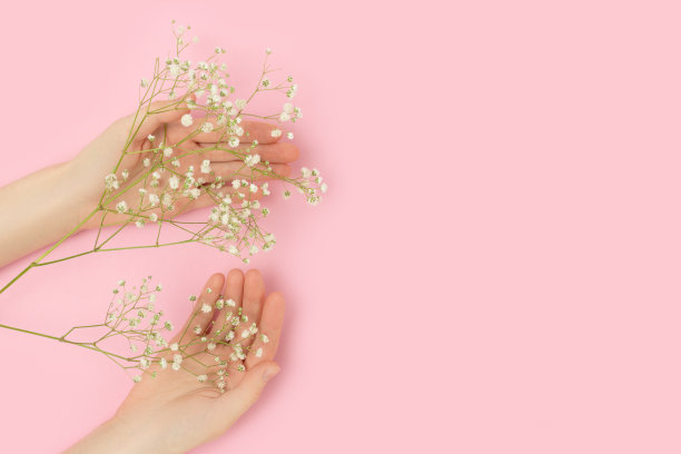 女性的手握着粉彩背景上的gypsophila花。图片下载