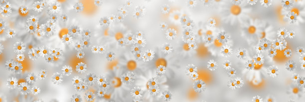 春夏装的概念。洋甘菊花图案背景。花图案设计，墙纸，织物。三维演示图片下载