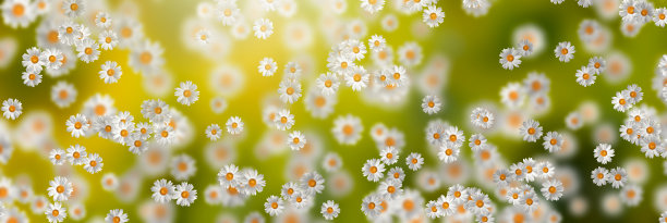 春夏装的概念。洋甘菊花图案背景。花图案设计，墙纸，织物。三维演示图片下载