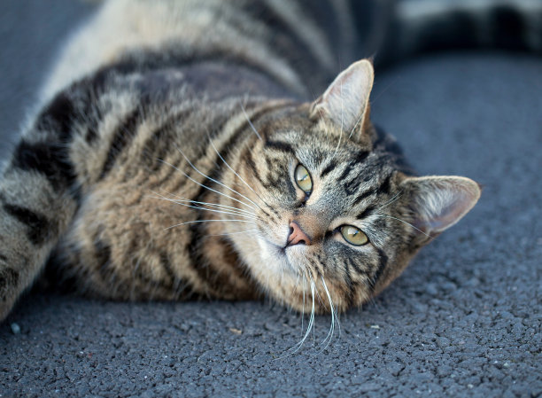 虎斑猫图片下载