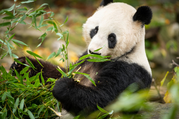 熊猫照片素材ID：395487654