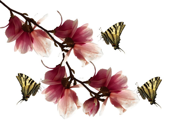 花花香蝴蝶背景粉花香，紫孤立花蕾白玉兰香天空春季节淡色自然图片下载