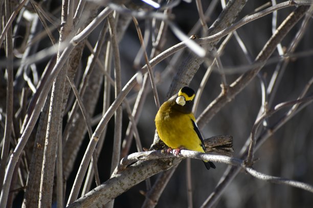 一只大嘴巴，晃来晃去图片下载