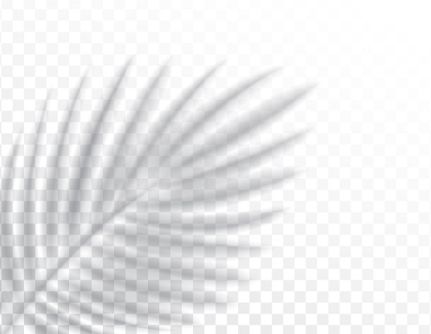 阴影叠加效果模拟棕榈叶图片下载