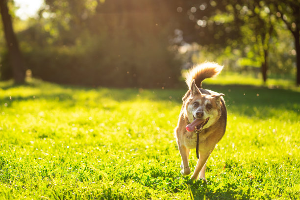 在阳光明媚的日子里，快乐微笑的狗跑向公园里的相机。图片下载