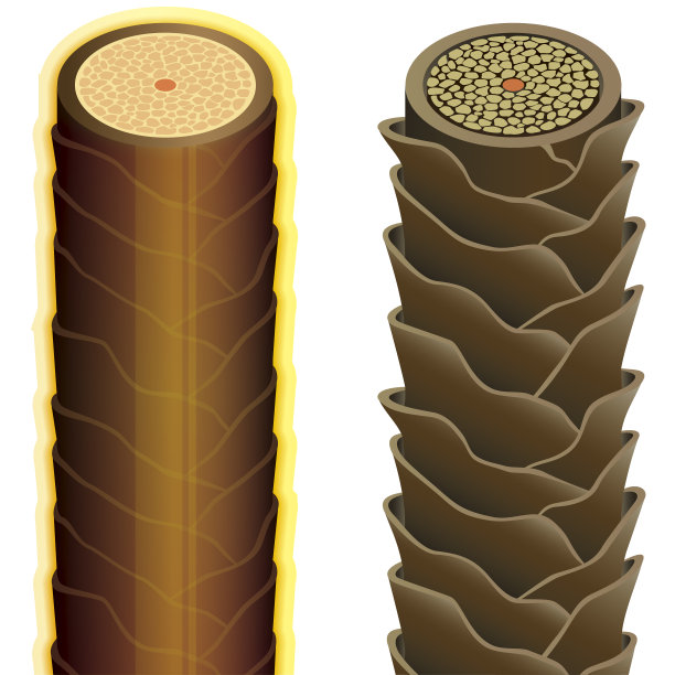 头发截面20_2无注释图片下载