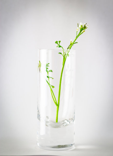 speedwell草坪杂草在一个小花瓶的特写镜头。图片下载