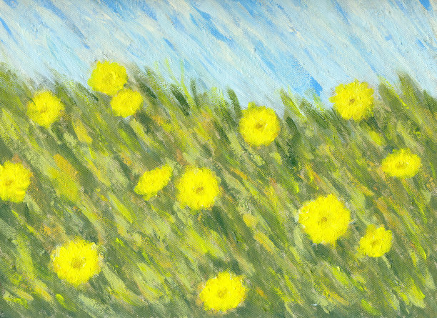 画布上的一大片未成熟的黄色蒲公英图片下载