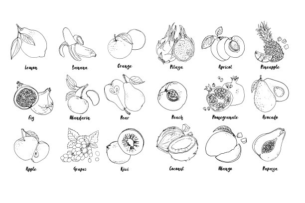 在白色背景上画一条线的一组水果。向量草图。草图线。火龙果，杏子，菠萝，桃子，石榴，鳄梨，椰子，芒果，木瓜，柠檬，香蕉，橙子，无花果，柑橘图片下载