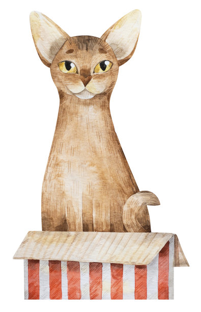 阿比西尼亚猫坐在盒子里图片下载