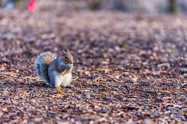 纽约中央公园的松鼠。松鼠吃坚果。美国曼哈顿图片下载
