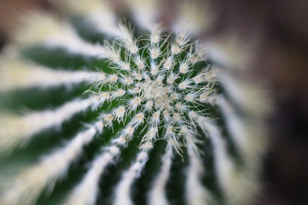 仙人掌上图片下载