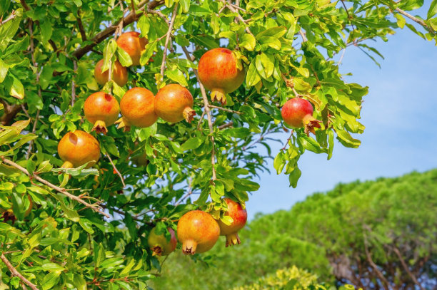 石榴树的枝叶和成熟的果实图片下载