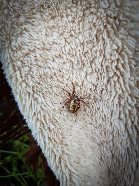 织物上有棕色蜘蛛。图片下载