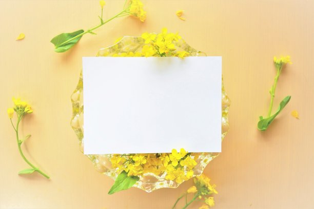 许多黄色的油菜花漂浮的花朵和长方形的白色卡片，侧面的模型图片下载