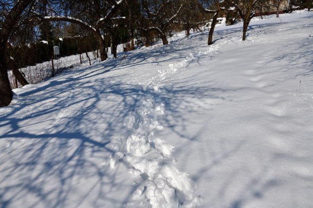 树林间的积雪中，徒步旅行者的弯弯曲曲的脚印图片下载
