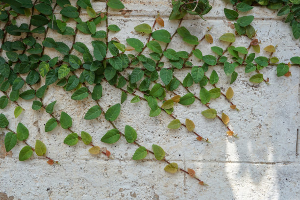 旧墙上一根树枝的照片图片下载