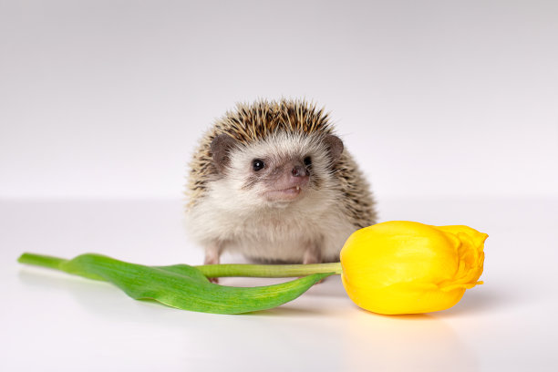 侏儒非洲刺猬特写与巨大的黄色明亮的郁金香。宠物看相机，工作室拍摄的白色背景，孤立。图片下载