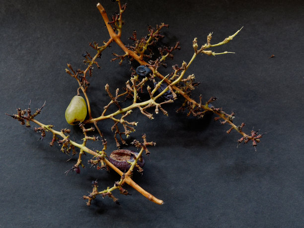 葡萄茎后一串被吃掉的葡萄。其余的茎在黑暗的背景下图片下载