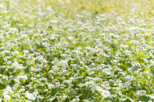 日本大分邦高田盛开的荞麦花图片下载