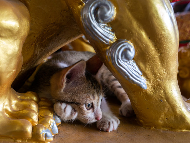 小猫在金狮雕像上快乐地睡觉图片下载