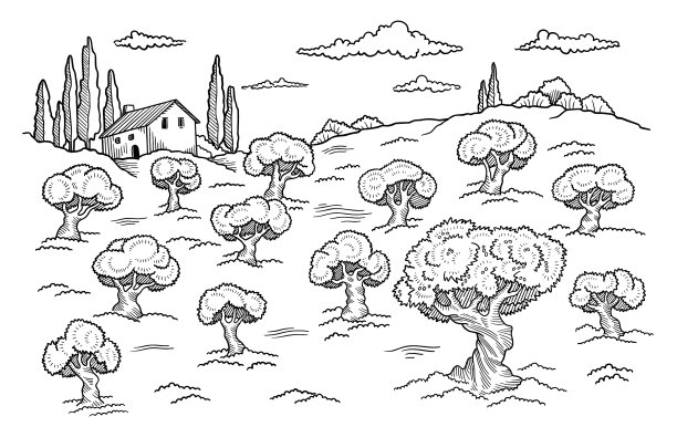 田园果园景观花园橄榄树图片下载