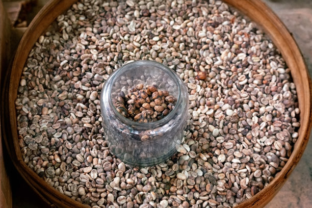 印尼巴厘岛鲁瓦克农场的洗过和未洗过的咖啡豆图片下载