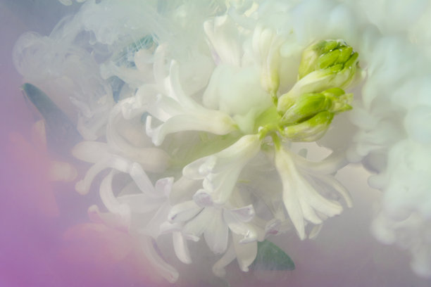 风信子墨水图片下载