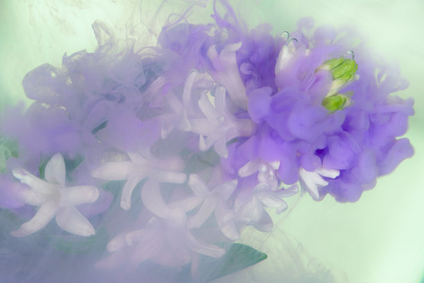 蓝色风信子溅图片下载