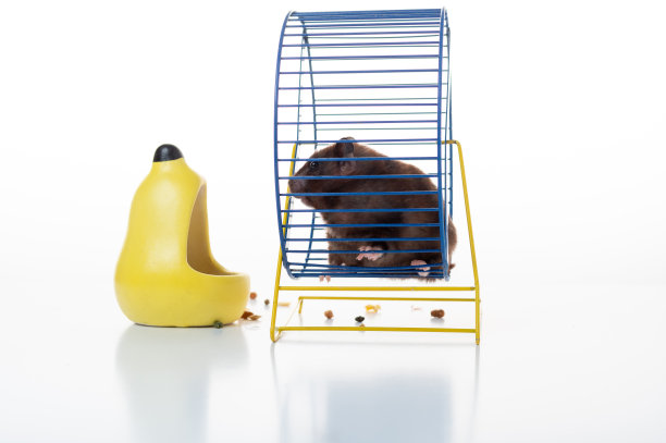 家养仓鼠坐在转轮上。仓鼠和铁轮。图片下载