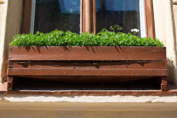 街边的花盆里种着绿草图片下载