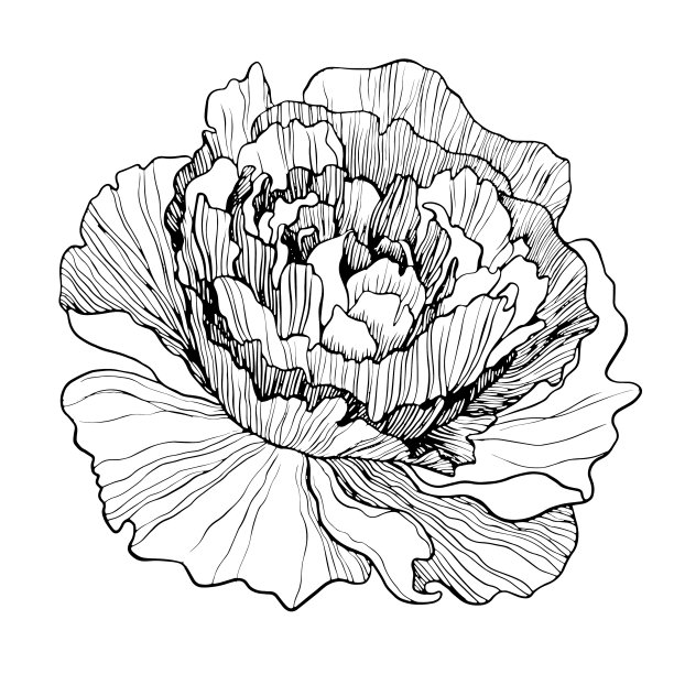 美丽的线条艺术牡丹花浪漫的婚礼图片下载