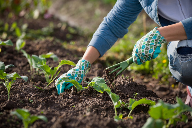 春天园丁的手在后院种小花的特写图片下载