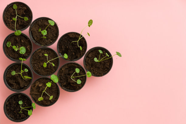 顶视图上的小芽在黑色的箱子粉红色的背景。日益增长的概念图片下载
