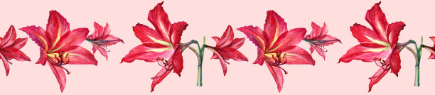 无缝边界水彩花束热带红百合和花蕾在粉红色的背景。手绘夏季植物插图贺卡，庆祝，婚礼，生日，墙纸，包装，纺织品，礼物图片下载