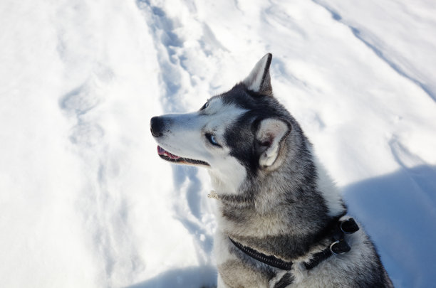 哈士奇坐在雪地里等待玩耍。冬季田野上长着蓝色眼睛的西伯利亚哈士奇图片下载