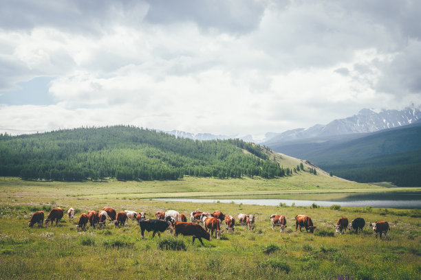 戏剧性的高山景观与牛群在草地附近的山湖在阳光下对抗大雪山在低云。奶牛在阳光下靠近湖泊和灰色多云的天空大雪山。图片下载