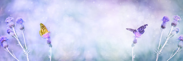 夏日背景:一只银白色的贝母蝴蝶(Argynnis paphia)坐在一朵更大的knapweed花(Centaurea scabiosa)上，用它的喙吮吸花蜜。有选择性的重点。图片下载