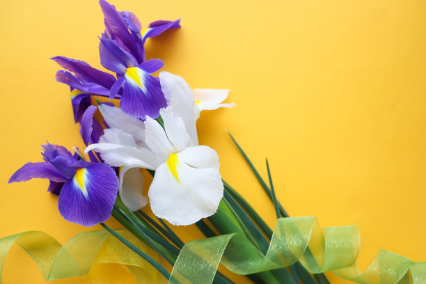 鸢尾花和文字空间图片下载