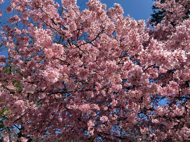 美丽的粉红色樱花盛开的三月图片下载