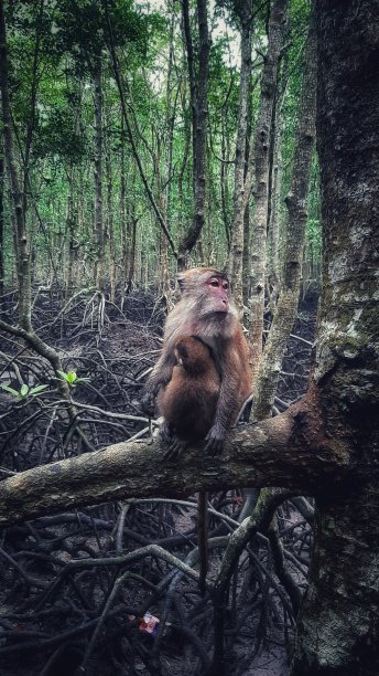 红树林森林猴子图片下载