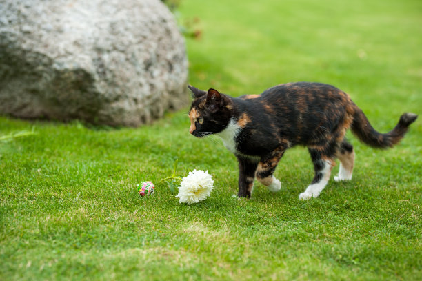猫在玩花图片下载