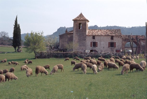 法国南部，一群绵羊在一座老教堂前吃草图片下载
