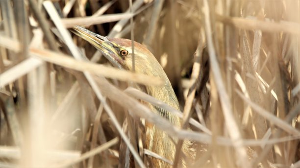 美国卤图片下载
