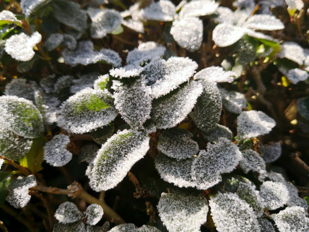 近距离观看常绿灌木的树枝与绿色的叶子覆盖在厚厚的冰晶体雾霭在阳光下。冬天或深秋的大自然之美图片下载